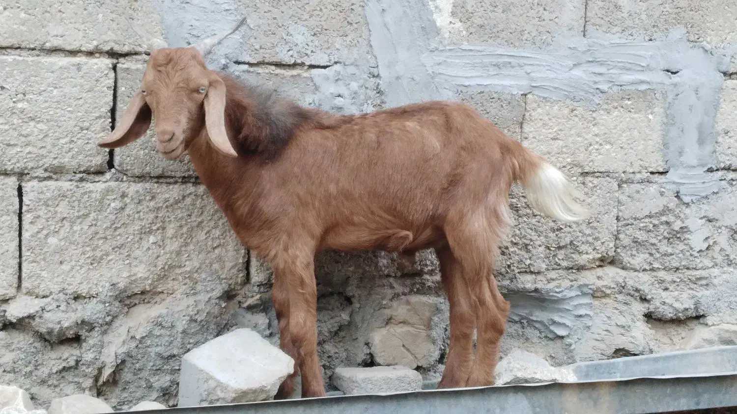 کهره نر|حیوانات مزرعه|بندر کنگان, |دیوار