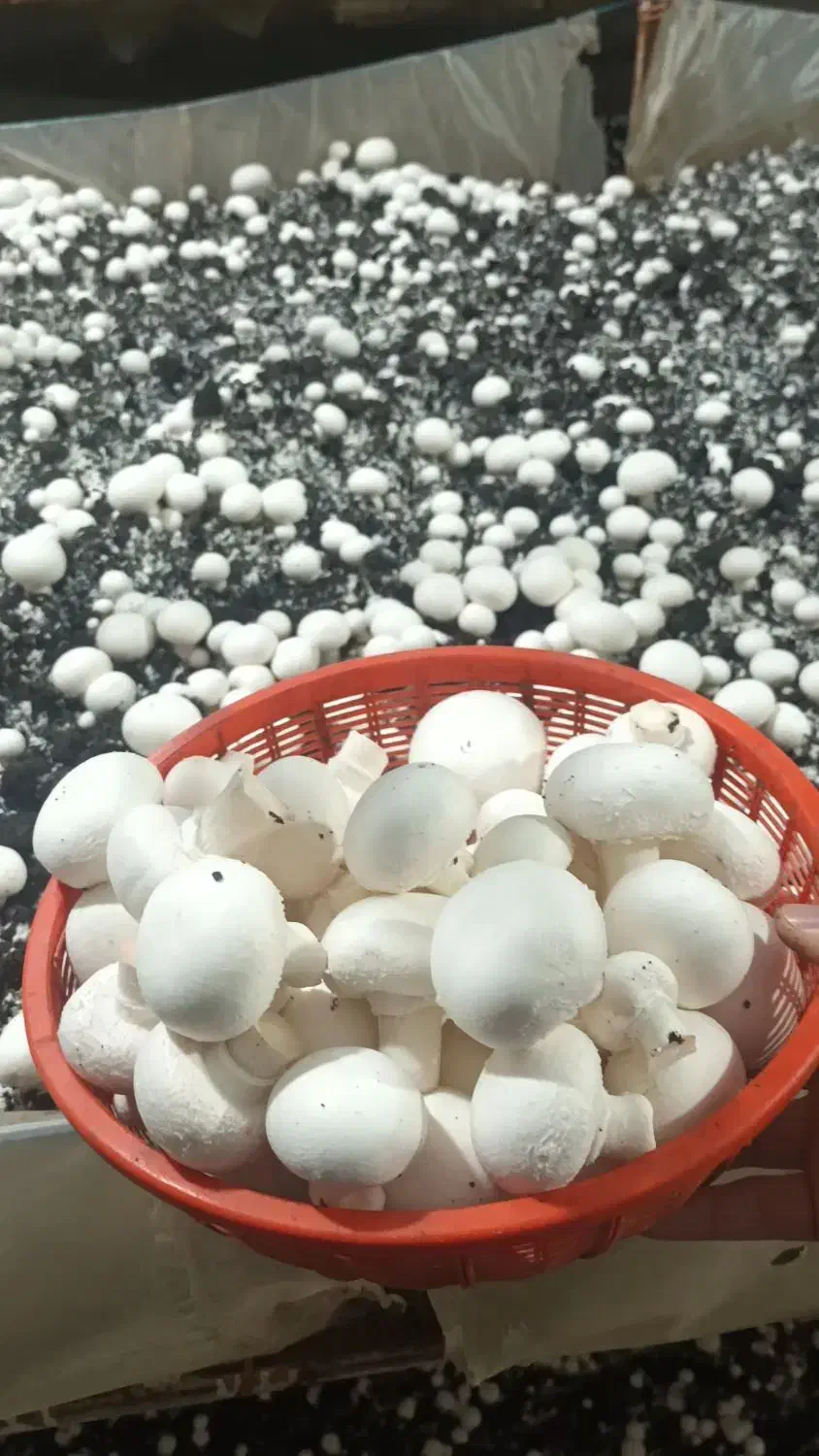 قارچ  دکمه ای  عمده و خرد|عمده‌فروشی|خورموج, |دیوار