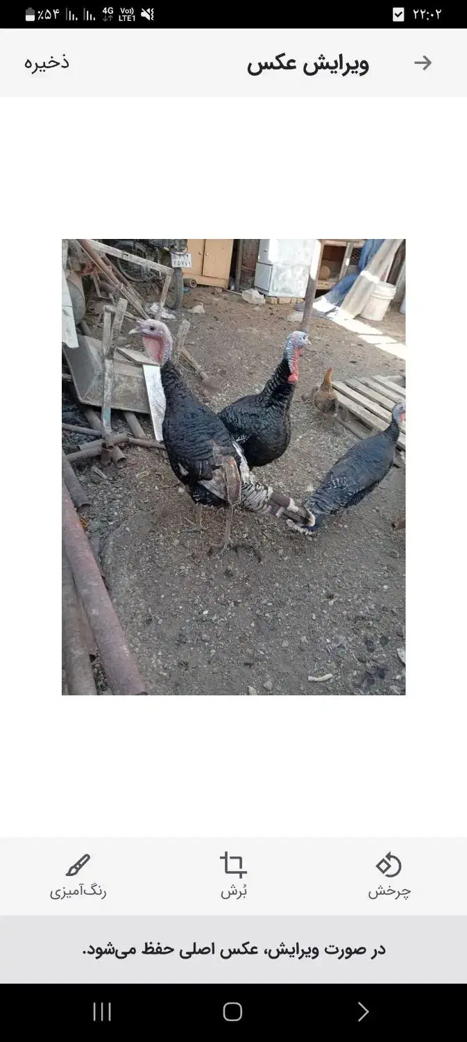 بوقلمون جوان نر ۲میلیون|حیوانات مزرعه|مرودشت, ثبت احوال|دیوار