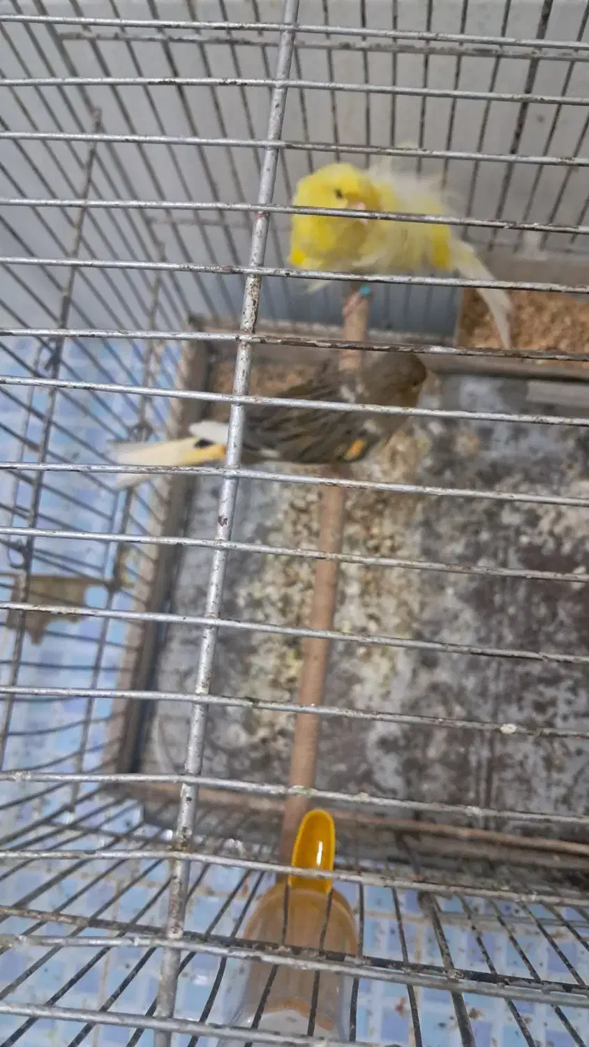 قناری.فر.|پرنده|تربتحیدریه, قائم|دیوار