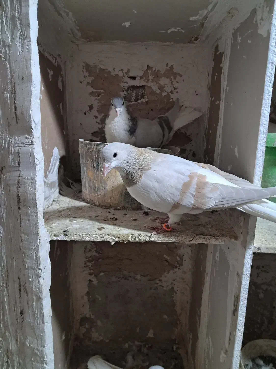 ساده فولادی|پرنده|سبزوار, همت|دیوار