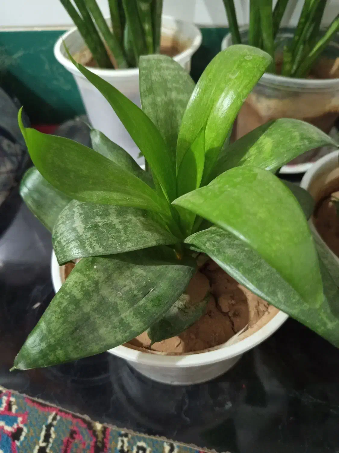 گلهای طبیعی و زیبا|گل و گیاه طبیعی|خانمیرزا, |دیوار