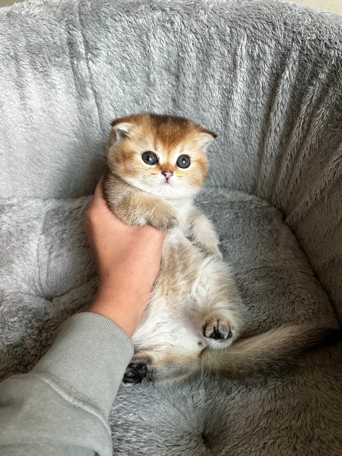 اسکاتیش دبل فولد گلد|گربه|شیراز, فرهنگ شهر|دیوار