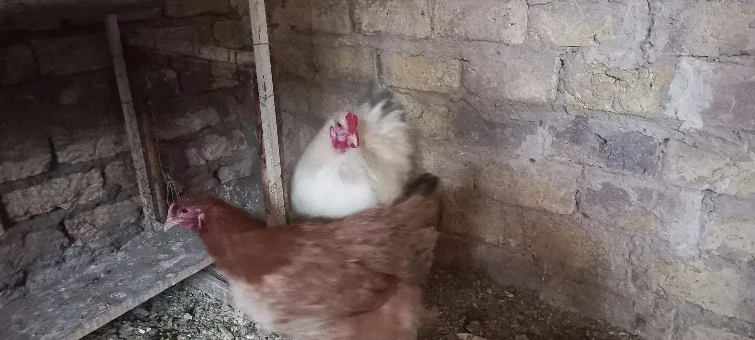 برهما لایت ( مرغ وخروس )|حیوانات مزرعه|قم, نخودی|دیوار