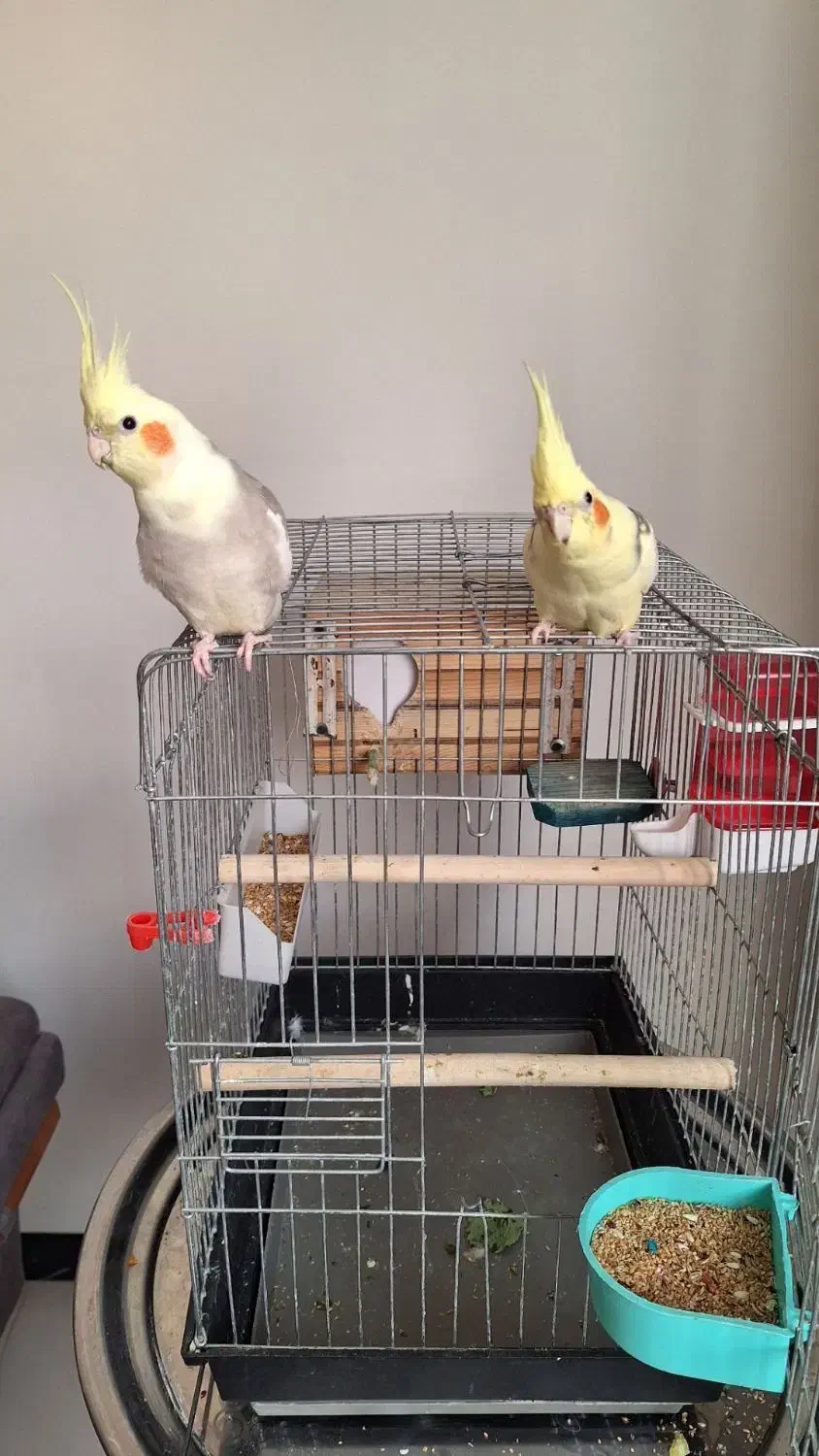 عروس هلندی نرو ماده اماده تخم گذاری|پرنده|اسلامشهر, شهرک سعیدیه|دیوار