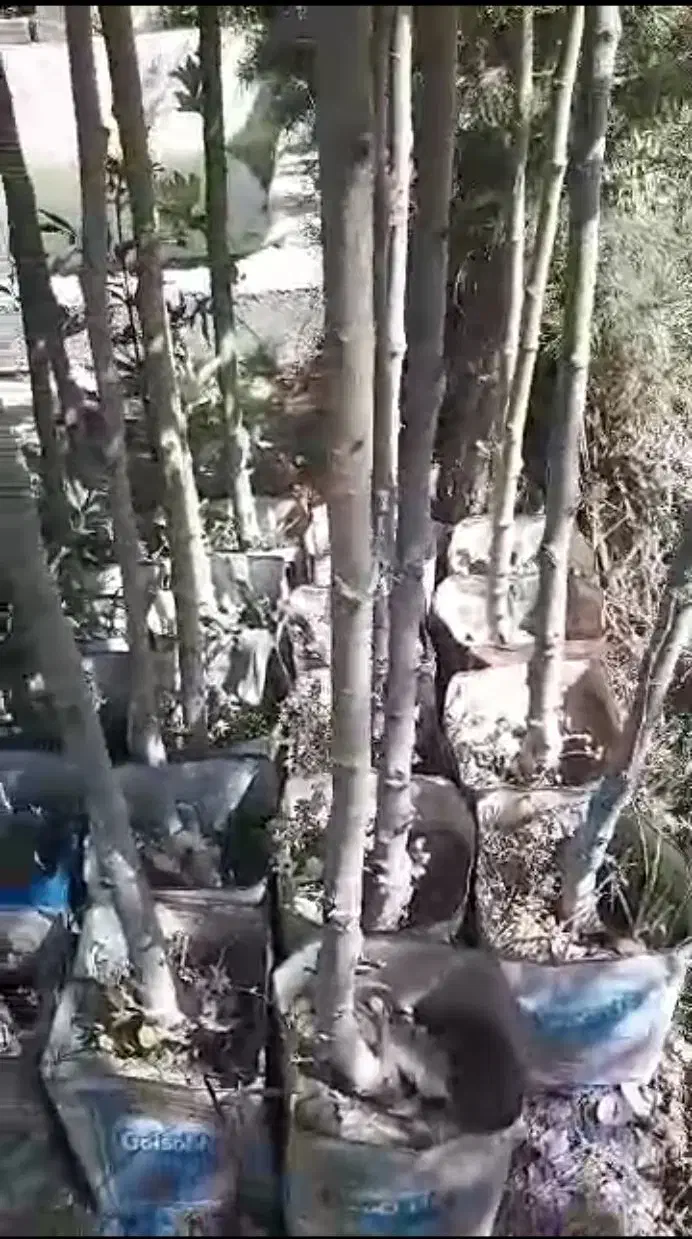 درخت چنار|گل و گیاه طبیعی|احمدآبادمستوفی, |دیوار