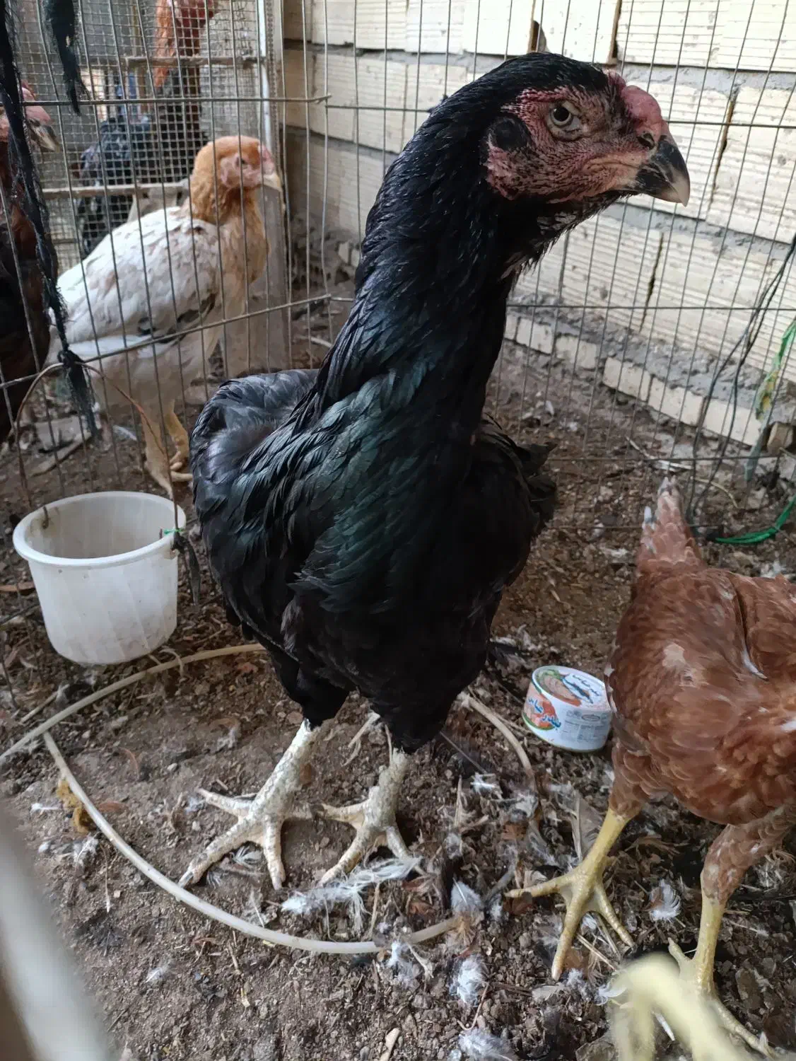 فروش 5 عدد مرغ|حیوانات مزرعه|سیرجان, |دیوار