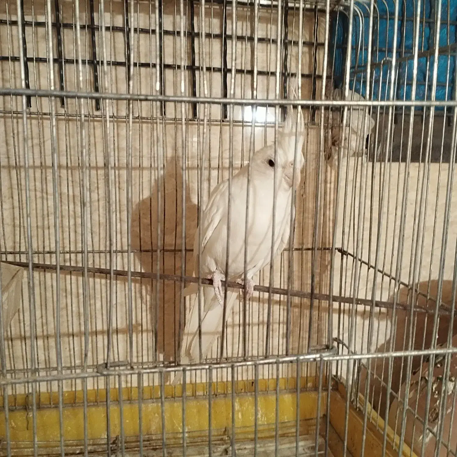 عروس هلندی البینو|پرنده|سراوان, |دیوار