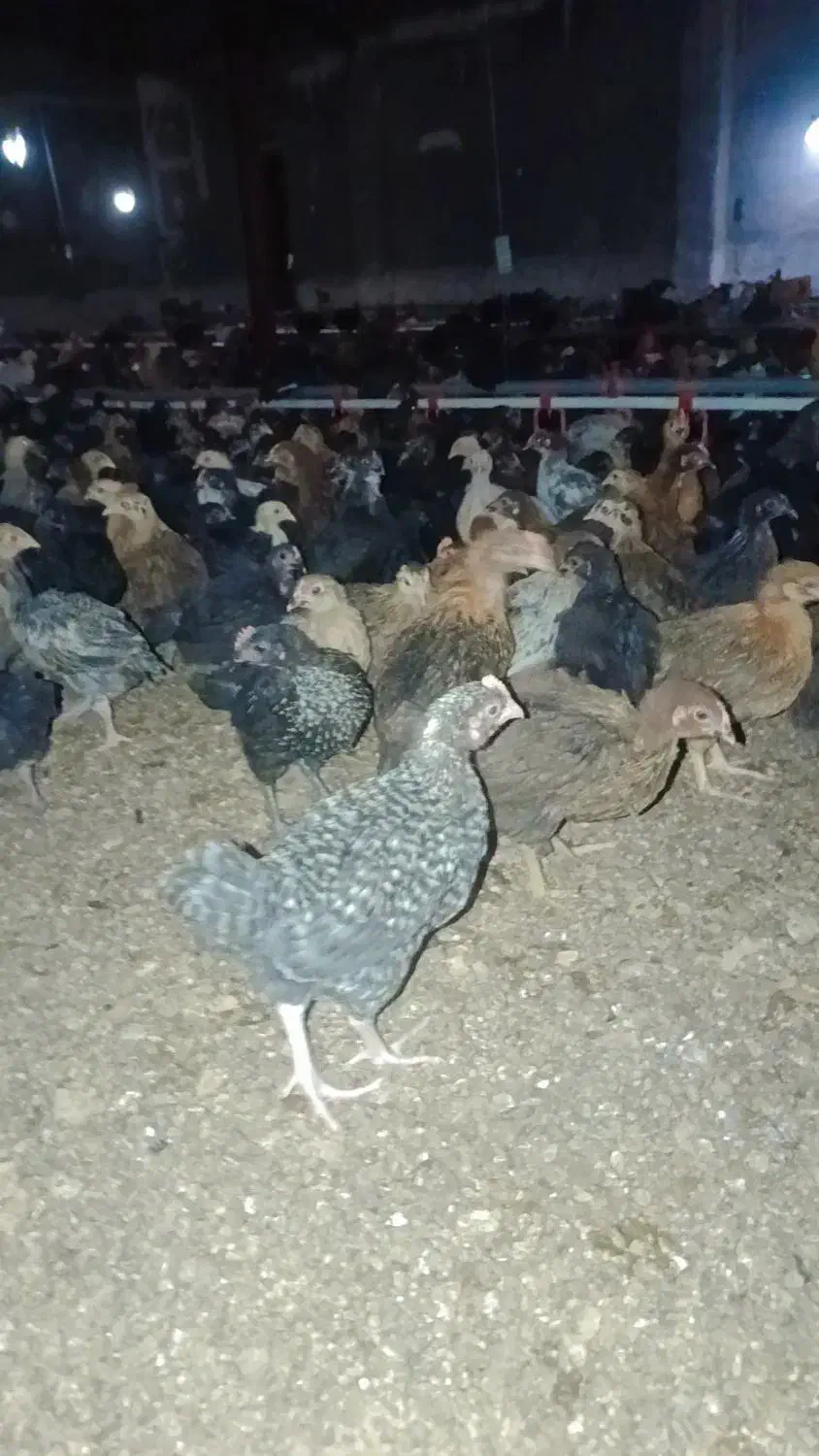 فروش جوجه مرغ و خروس محلی نژاد اصل|حیوانات مزرعه|مرودشت, بیست متری بیمارستان|دیوار