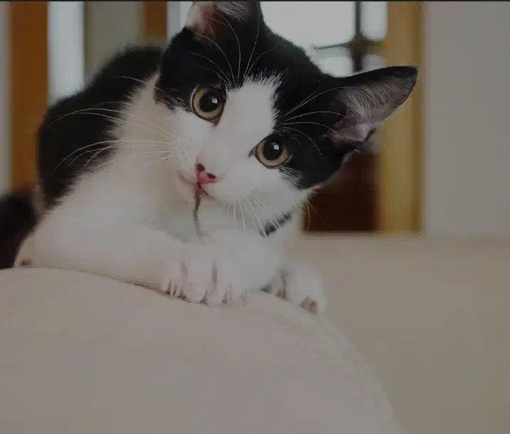 بچه گربه تاکسیدو واگزاری|گربه|ری, سیزده آبان|دیوار