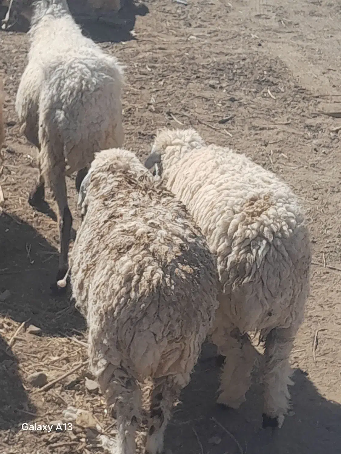 بره ماده کاورر چاق کهره بزه|حیوانات مزرعه|جیرفت, |دیوار