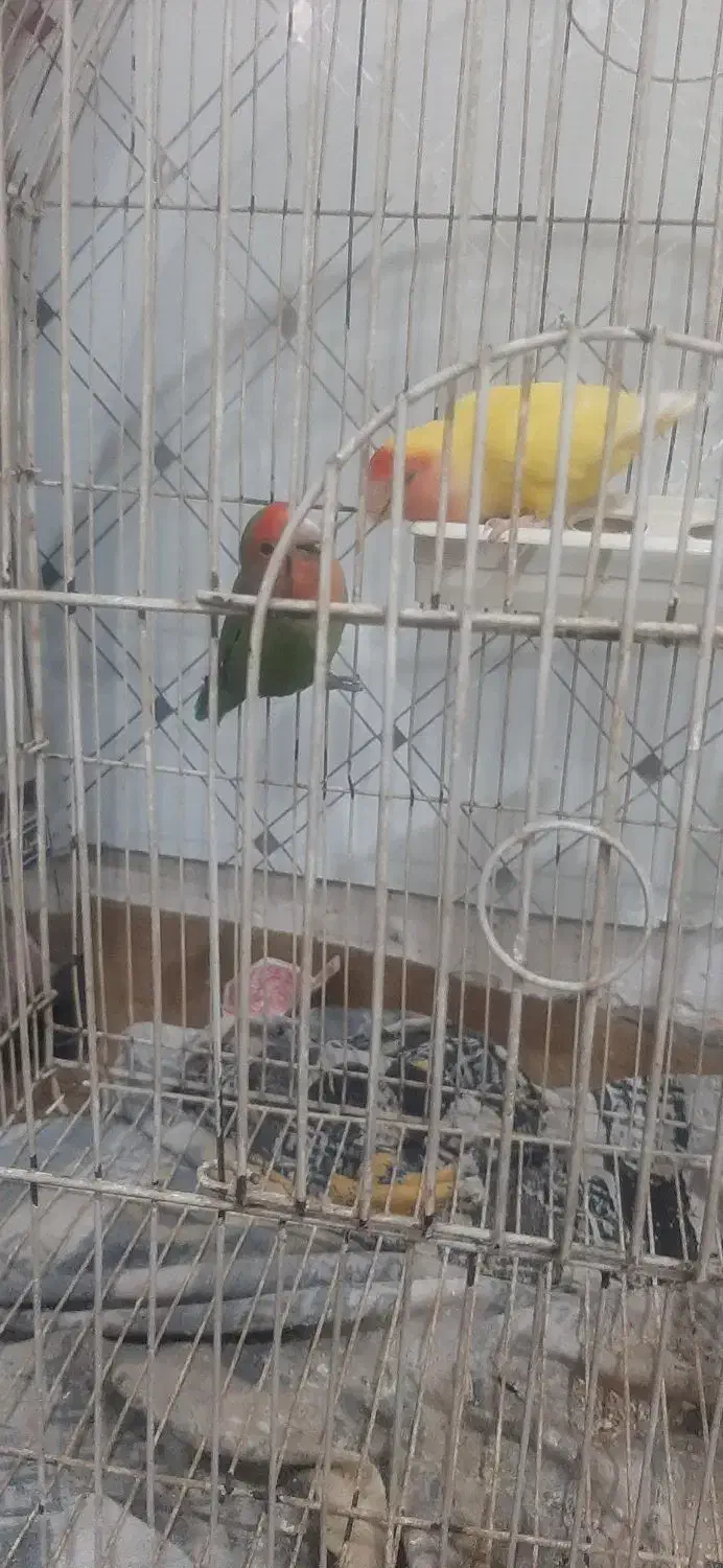 طوطی برزیلی|پرنده|اردبیل, |دیوار