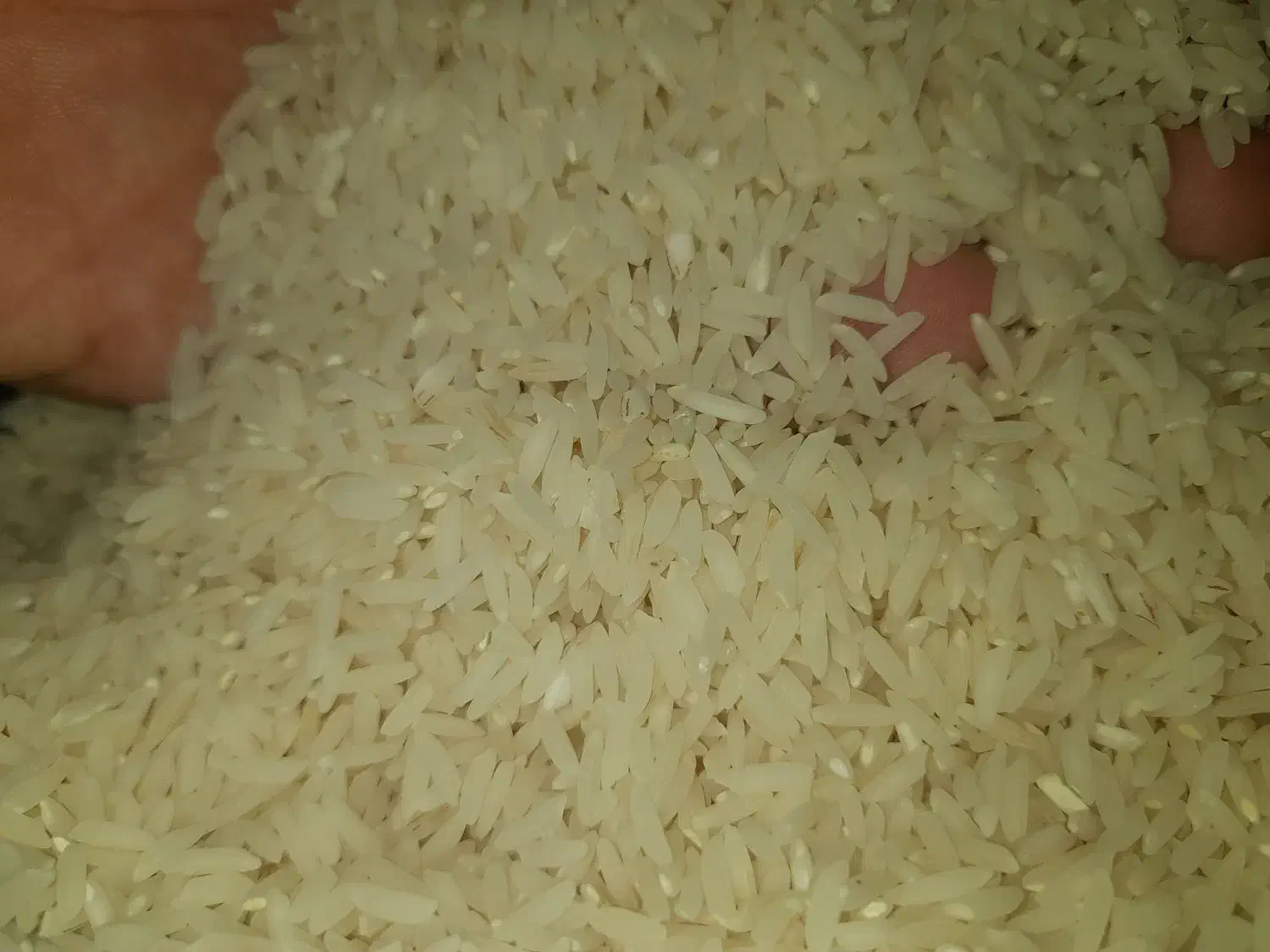 برنج طارم و شیرودی کیفیت بالا به قیمت عمده|خوردنی و آشامیدنی|سرخرود, |دیوار