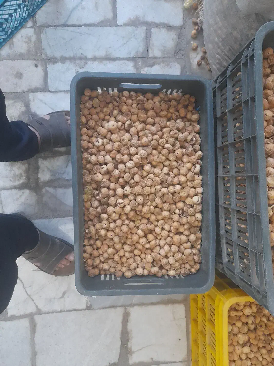 فروش انجیر|خوردنی و آشامیدنی|نی‌ریز, |دیوار