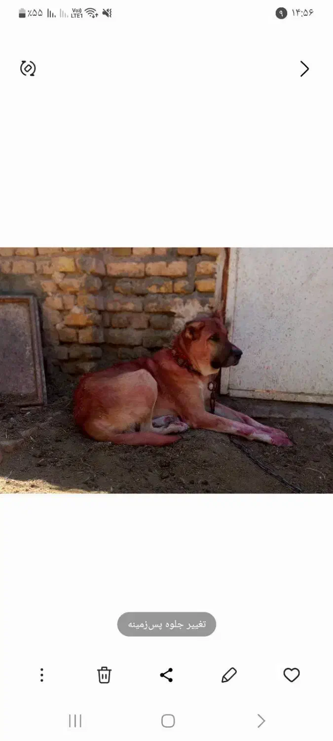 حیوان سالم و جوان|حیوانات مزرعه|نصر آباد, |دیوار