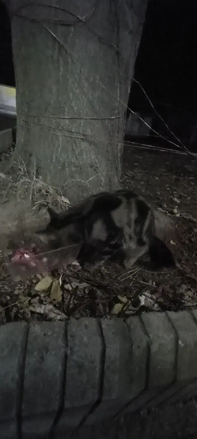 گربه بنگال|گربه|کلاله, |دیوار