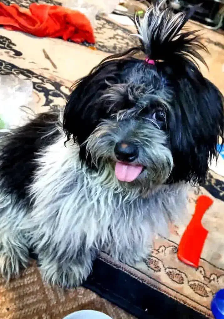 واگذاری|سگ|تهران, دکتر هوشیار|دیوار