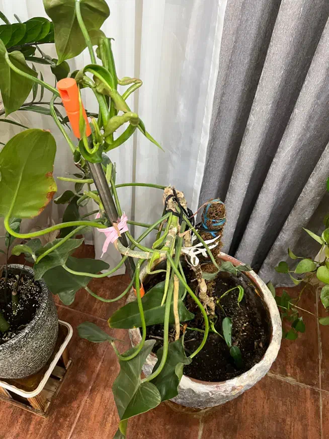 گلدون گوش فیلی یا فیلو دنرون بزرگ|گل و گیاه طبیعی|خرمآباد, |دیوار