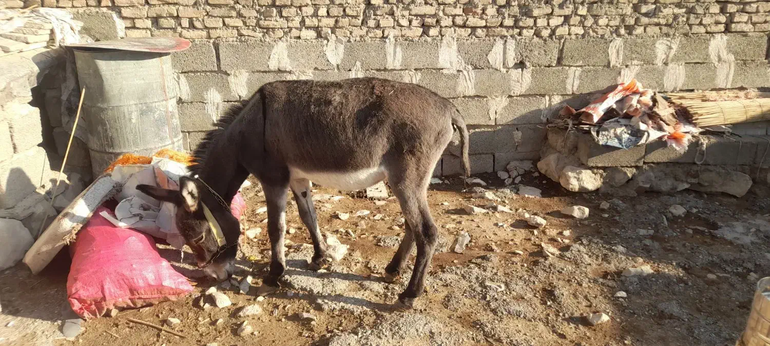 الاغ|حیوانات مزرعه|چوار, |دیوار