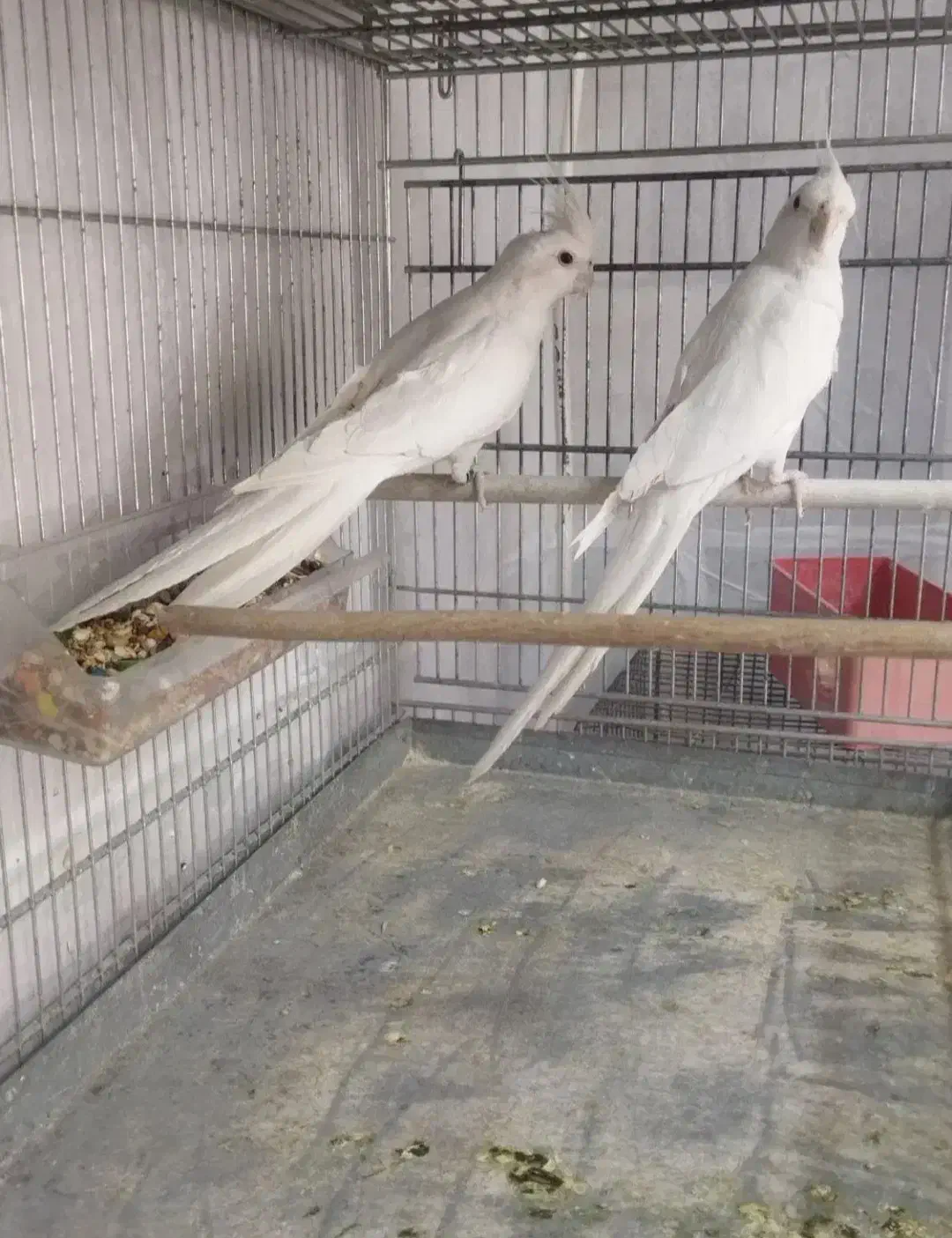 فروش جفت عروس البینو مولد|پرنده|مهر, |دیوار