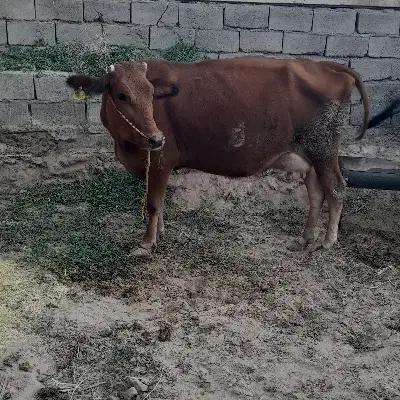 گاو گوساله|حیوانات مزرعه|بم, |دیوار