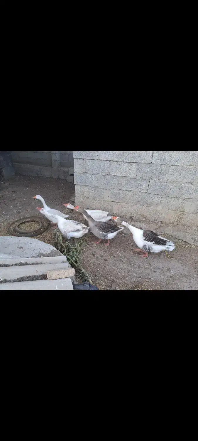 فروش غاز محلی|حیوانات مزرعه|بیله سوار, |دیوار