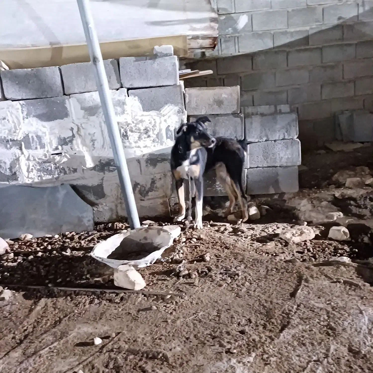 دوبرمن|سگ|شیراز, کفترک|دیوار