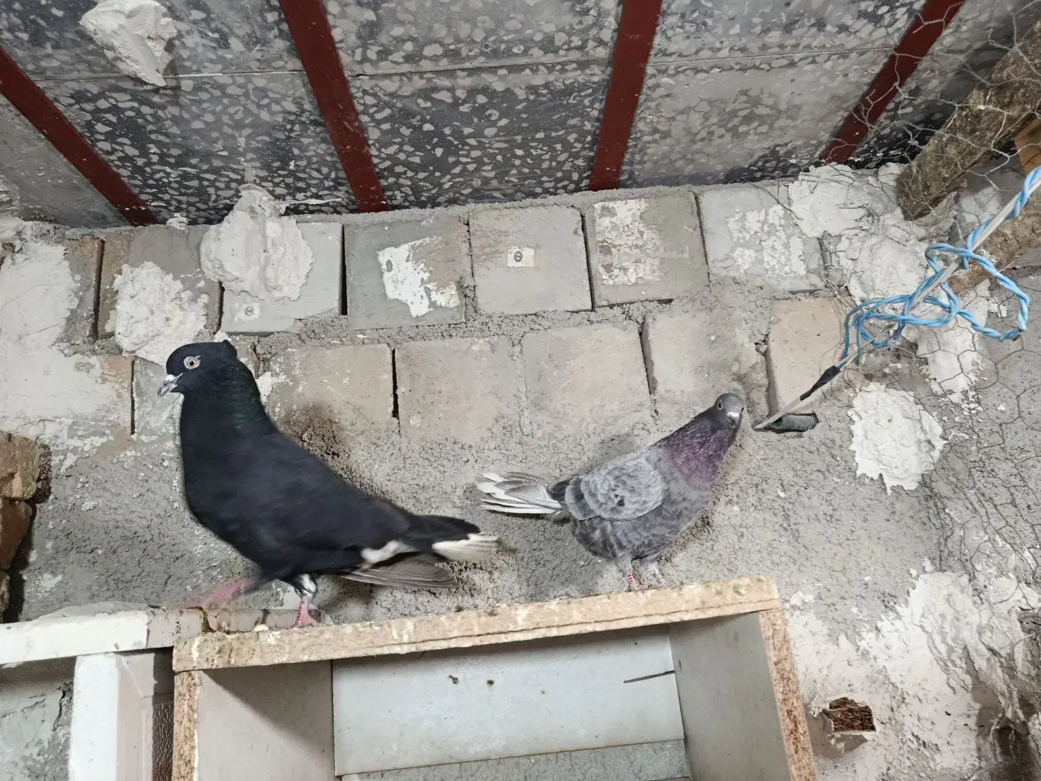 کبوتر دمبی|پرنده|دهدشت, |دیوار