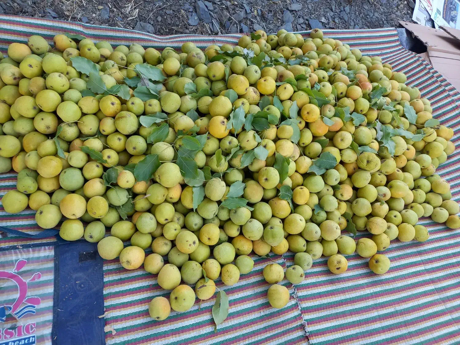 ههرمه ناسکه، جوان، عمده و کیلویی|خوردنی و آشامیدنی|آرمرده, |دیوار