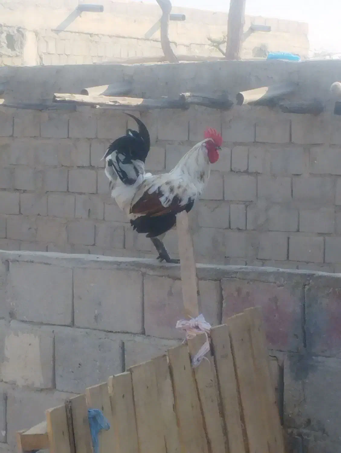 خورس|حیوانات مزرعه|قشم, |دیوار