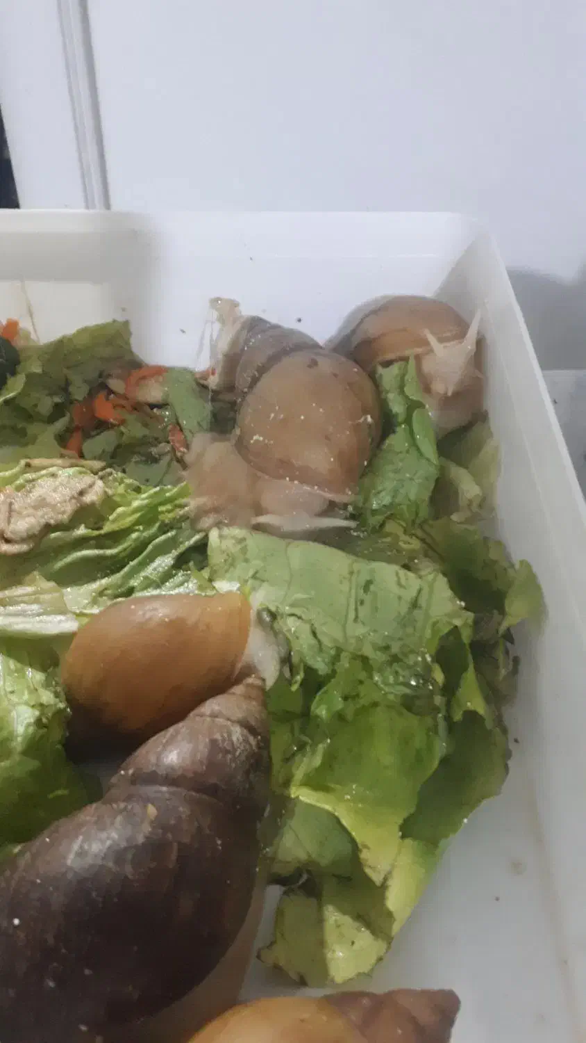 حلزون آلبینو|خزنده|اندیشه, اندیشه فاز ۱|دیوار