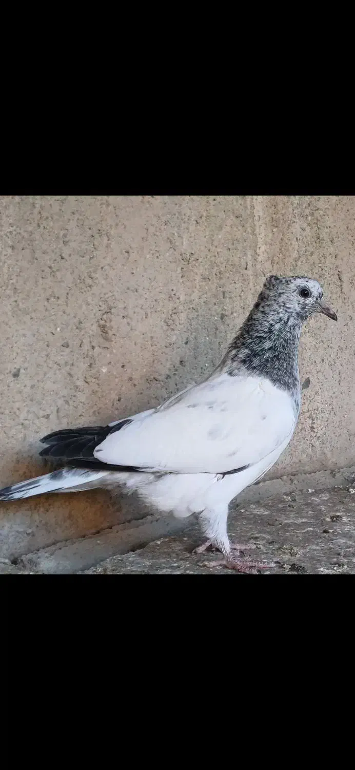 کبوتر گم شده|حیوانات|بروجرد, |دیوار