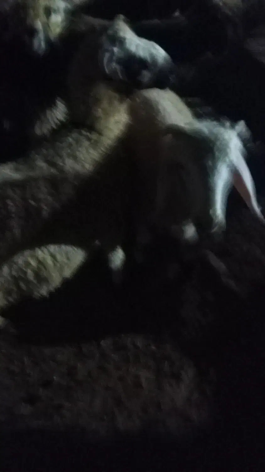 بره نر|حیوانات مزرعه|فراشبند, |دیوار