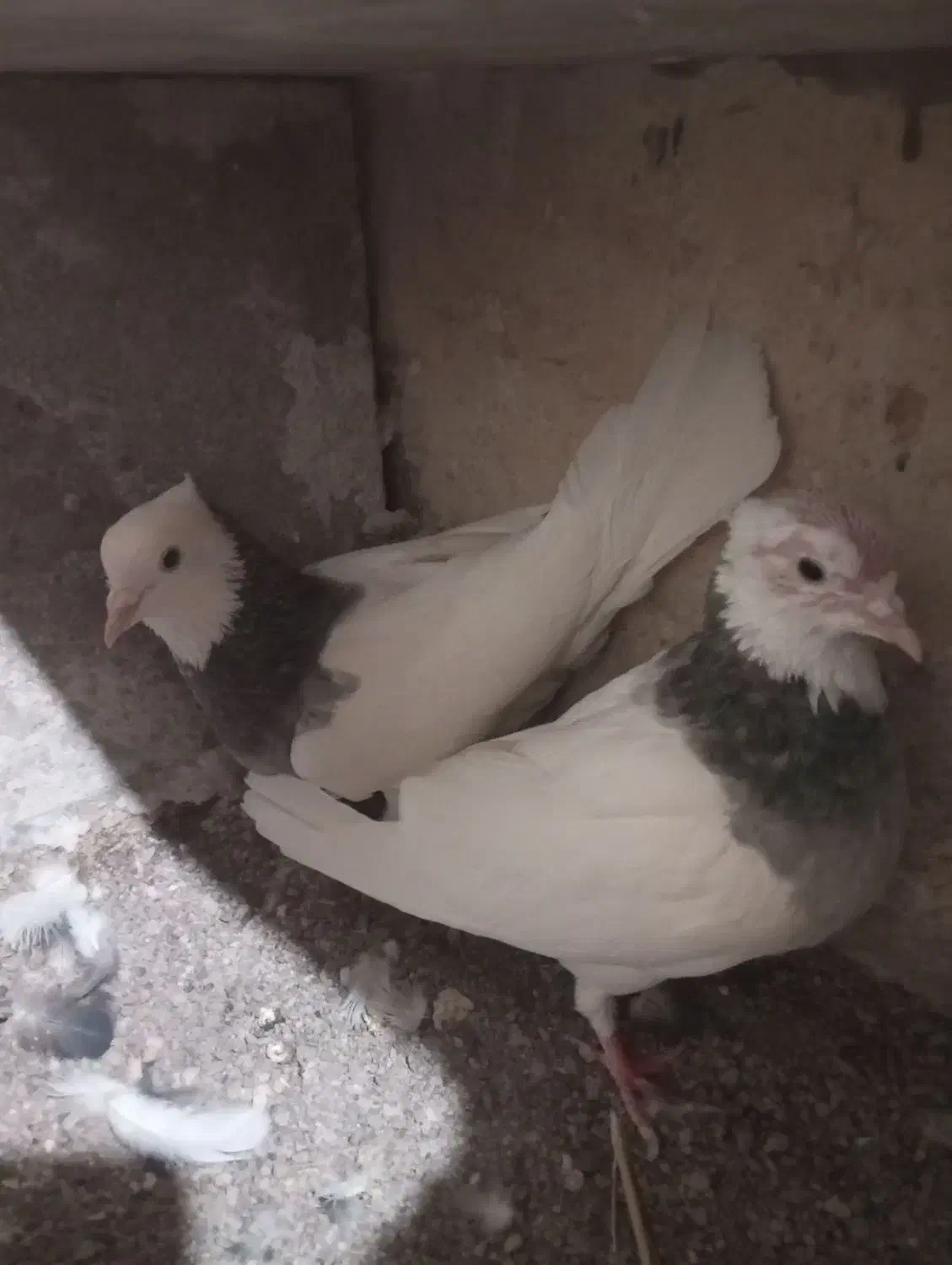 نرو ماده طوقی|پرنده|تربت‌حیدریه, ترمینال|دیوار