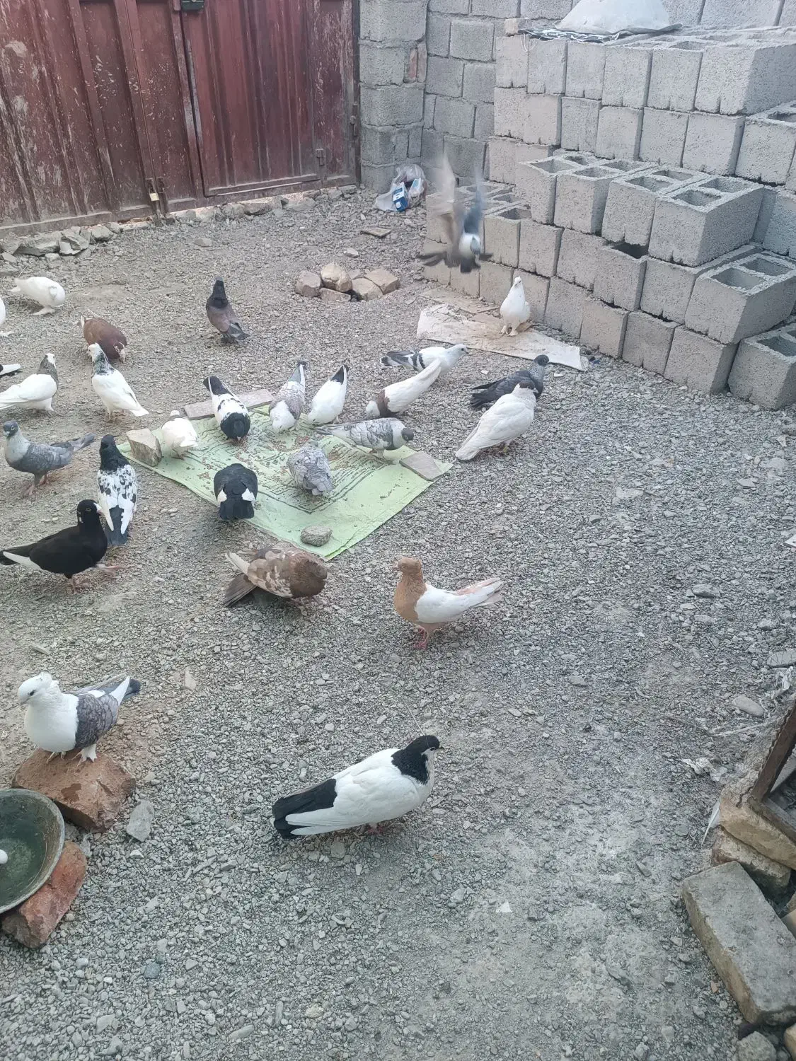 فروش کبوتر|پرنده|سراوان, |دیوار