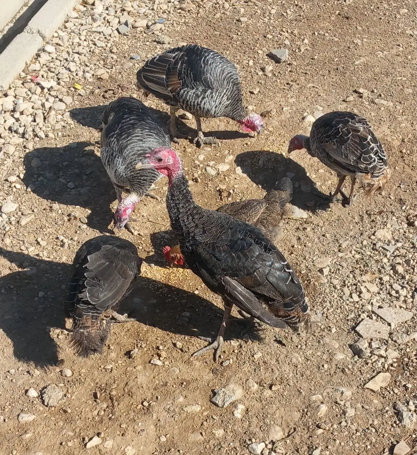 بوقلمون|حیوانات مزرعه|یاسوج, |دیوار