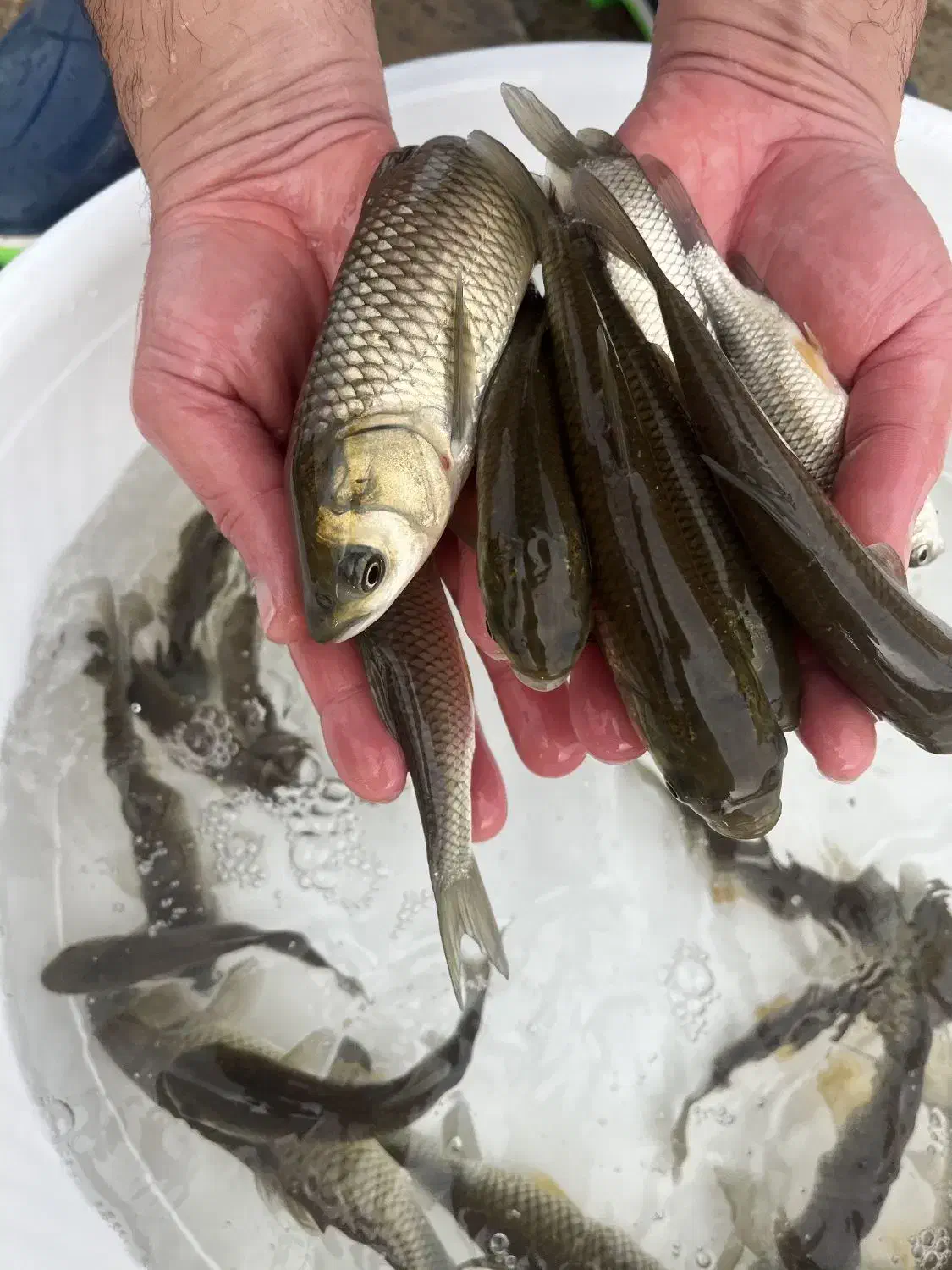 بچه ماهی آمور درشت|ماهی|خرم‌آباد, |دیوار