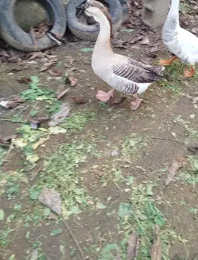 معاوضه غاز نر با ماده|حیوانات مزرعه|تولم شهر, |دیوار