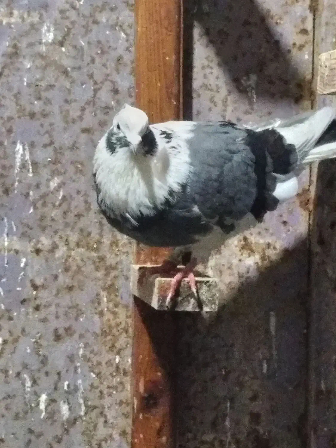 کبوتر پرشی|پرنده|اسالم, |دیوار