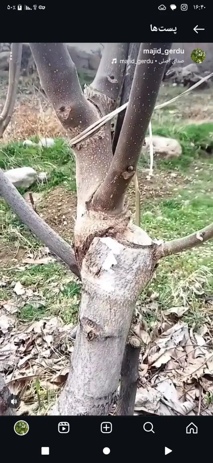 پیوند کاری گردو و انگور موندراپ|خدمات باغبانی و درختکاری|شیروان (خراسان), |دیوار