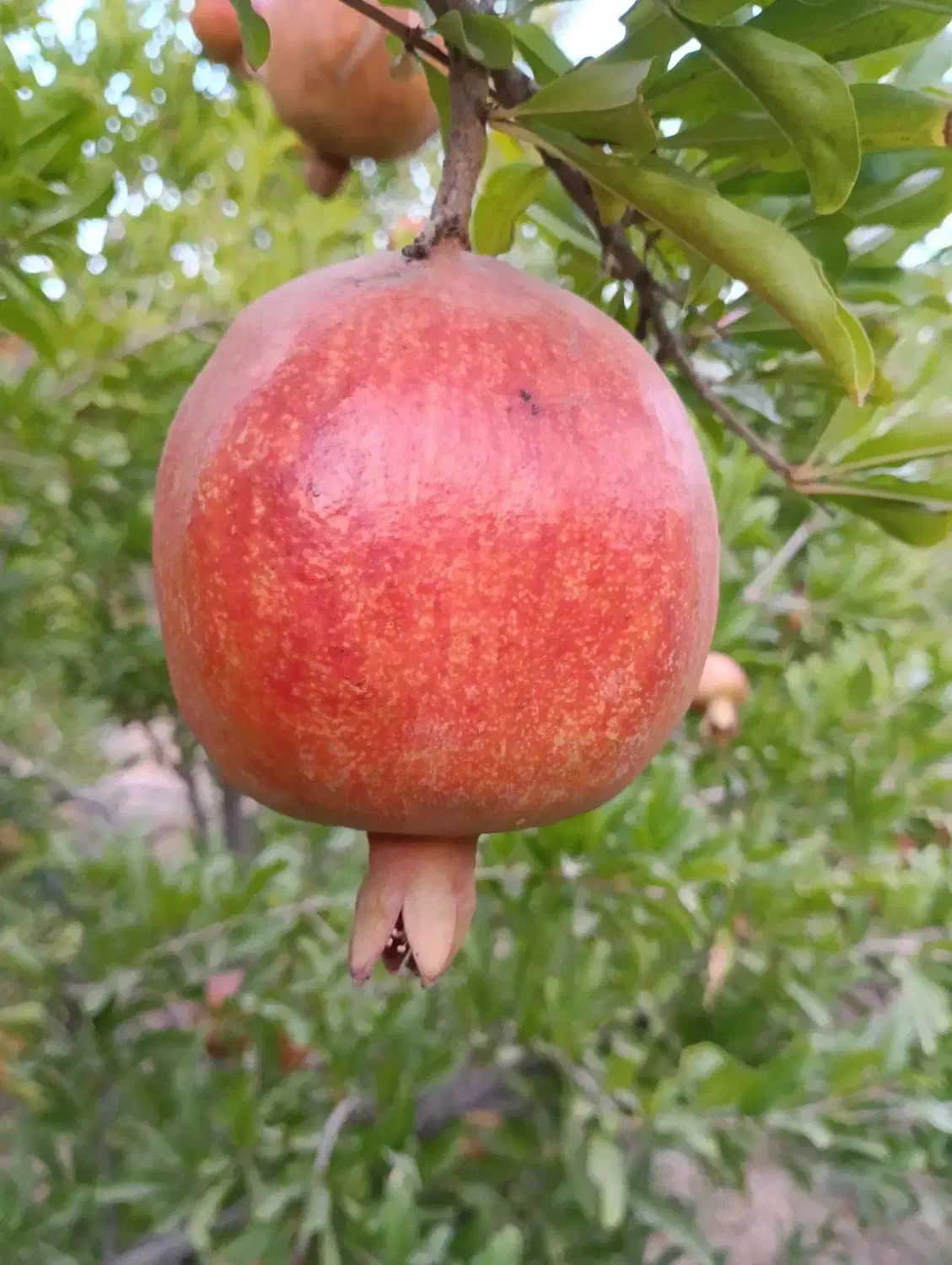 اجاره انار مرغوب چشمه علی|عمده‌فروشی|قم, پردیسان|دیوار