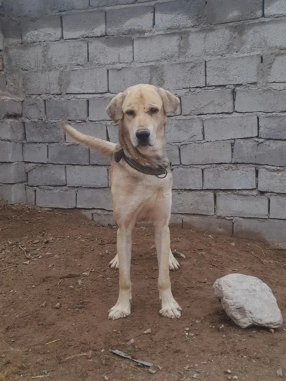 سگ پژدر|سگ|فردوس (کرمان), |دیوار