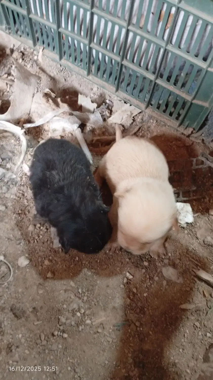 توله پاکوتاه شی.تزو واگذاری|سگ|صادق آباد, |دیوار