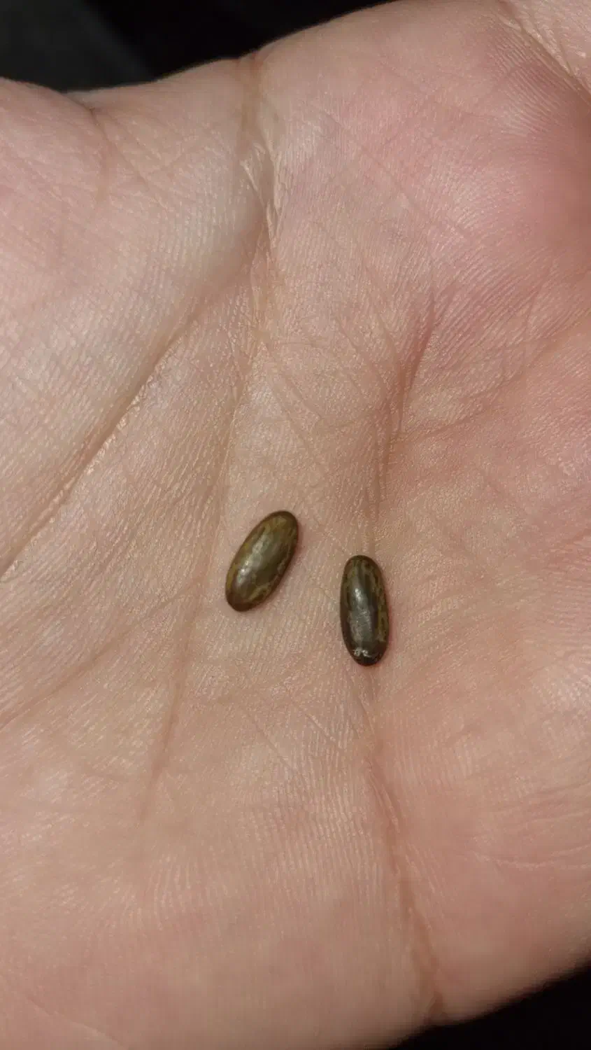 مهره|کلکسیون اشیاء عتیقه|اهواز, شهدای انتظامی|دیوار