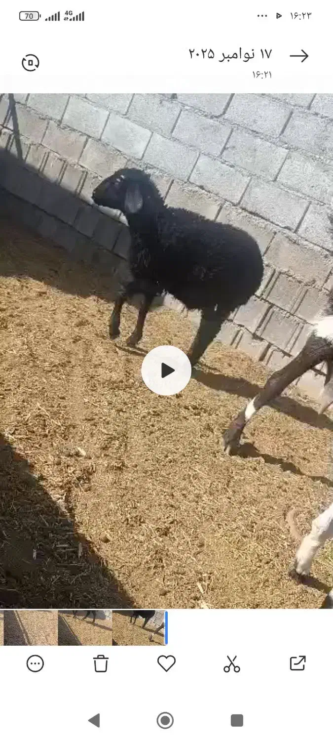 بره ماده همو|حیوانات مزرعه|دهق, |دیوار