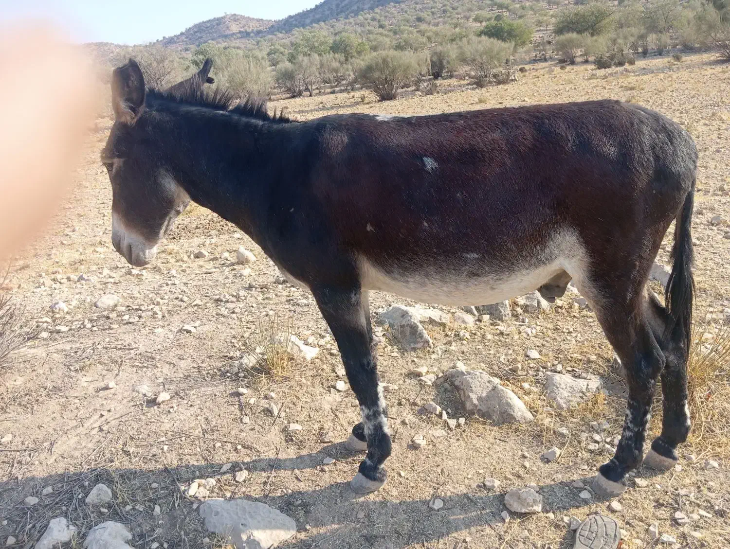 خر بخت نر|حیوانات مزرعه|فیروزآباد (لرستان), |دیوار