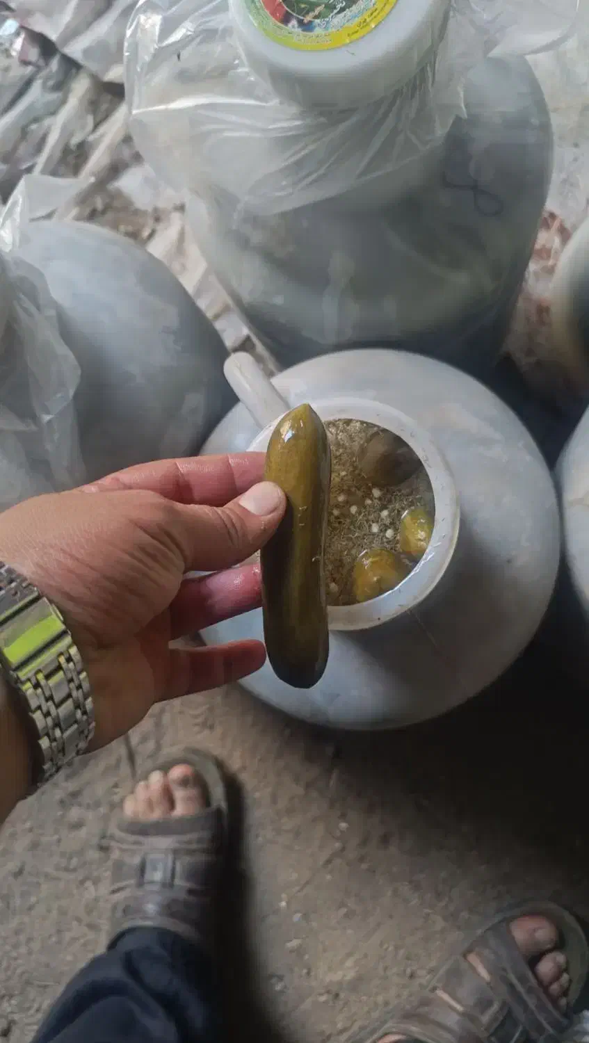 خیار شور محلی|خوردنی و آشامیدنی|قرچک, میرزائی شمالی|دیوار