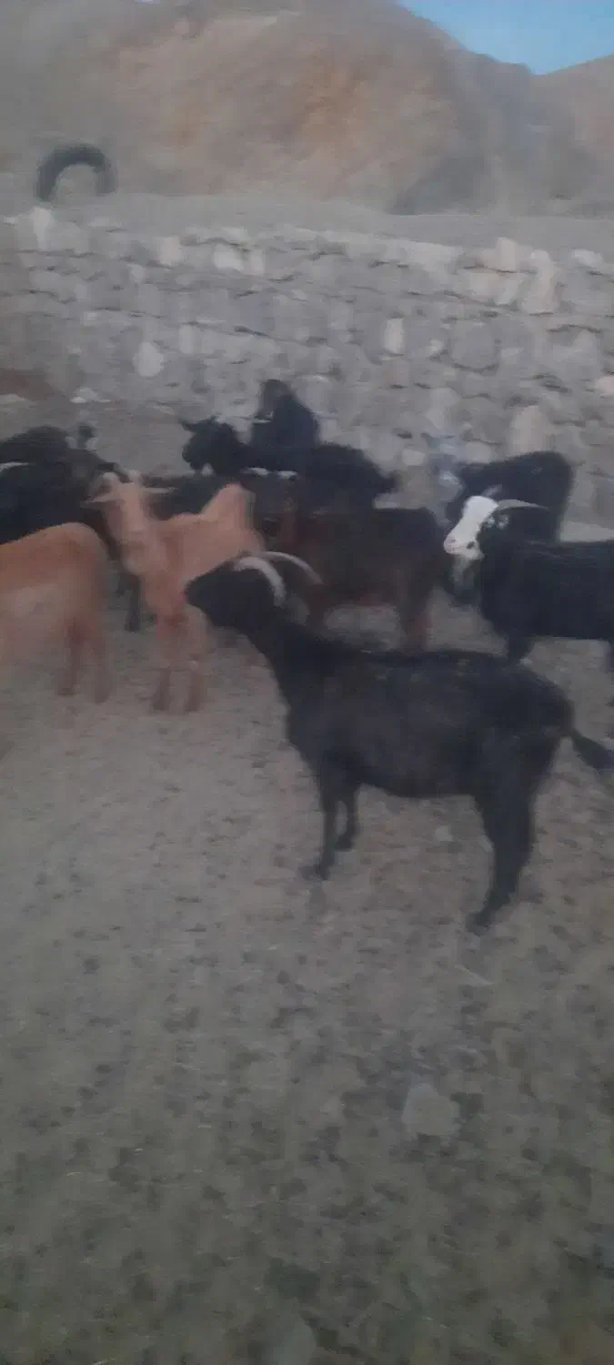 فروش فوری بز بومی.|حیوانات مزرعه|اردکان, |دیوار