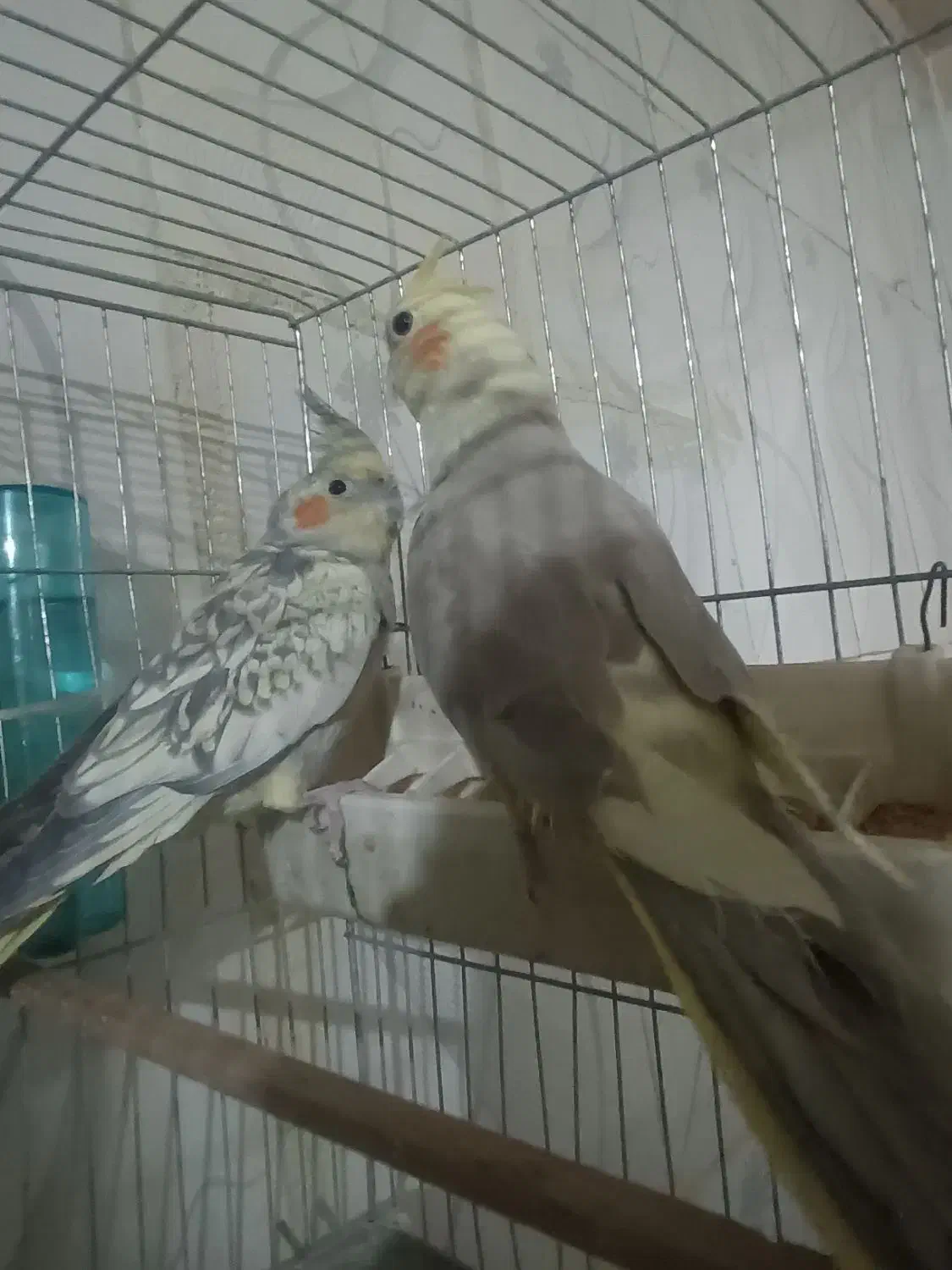 عروس هلندی|پرنده|تهران, کوثر|دیوار