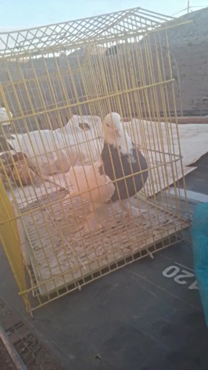 ماده طوقی|پرنده|بردسیر, |دیوار